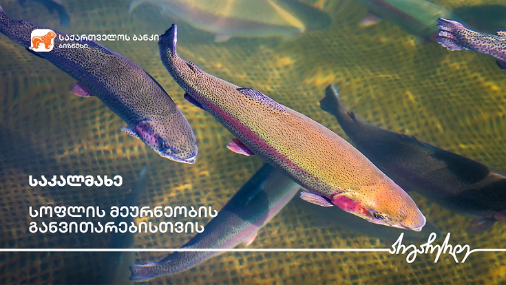 გორში საკალმახე მეურნეობა BOGG-ის მხარდაჭერით გაფართოვდა | Business ...